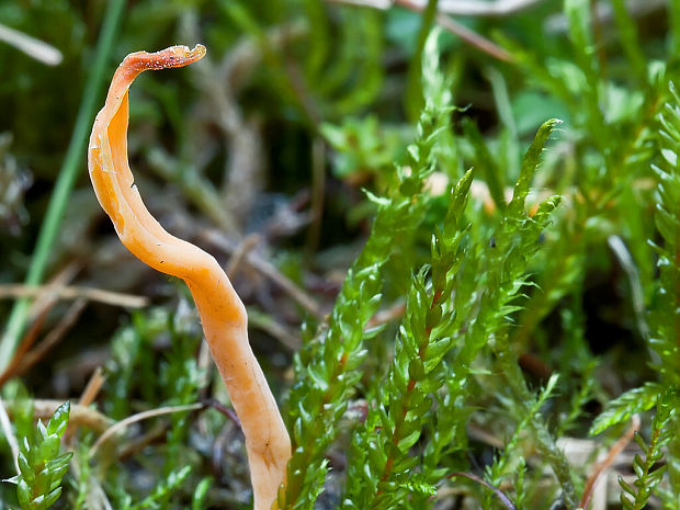 pakonárovka žltobiela Clavulinopsis luteoalba (Rea) Corner