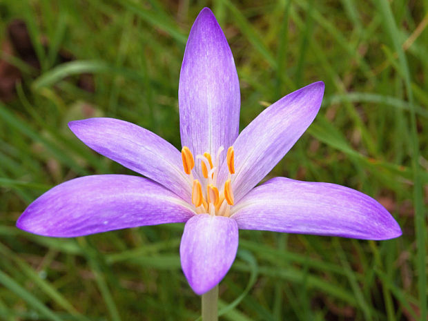 jesienka obyčajná Colchicum autumnale