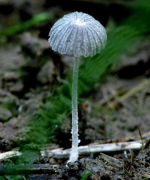 hnojník Coprinopsis sp.