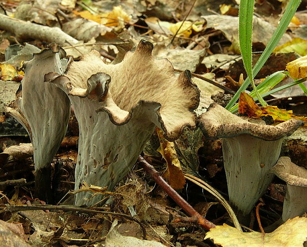 lievik trúbkovitý Craterellus cornucopioides (L.) Pers.