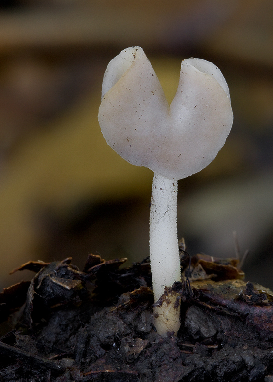 chriapač pružný Helvella elastica Bull.