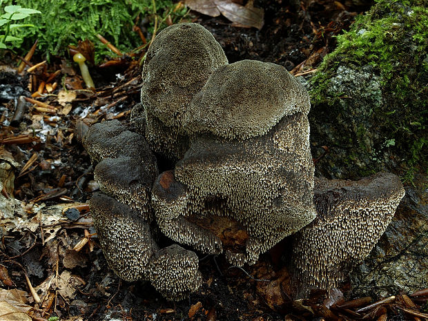 jelenkovka Hydnellum compactum (Pers.) P.Karst.