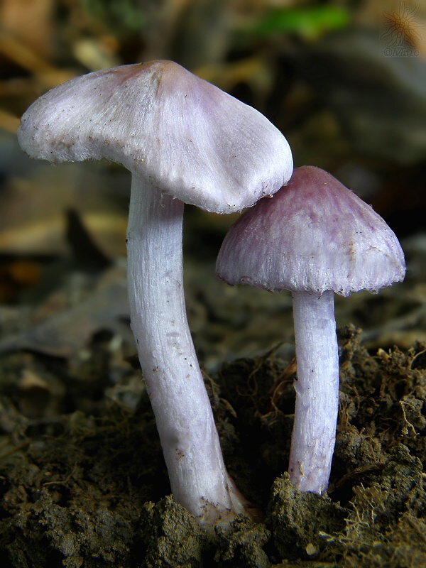 vláknica hlinovolupeňová Inocybe geophylla P. Kumm.