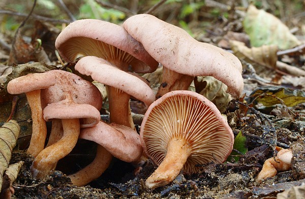 rýdzik fialovkastý Lactarius lilacinus (Lasch) Fr.