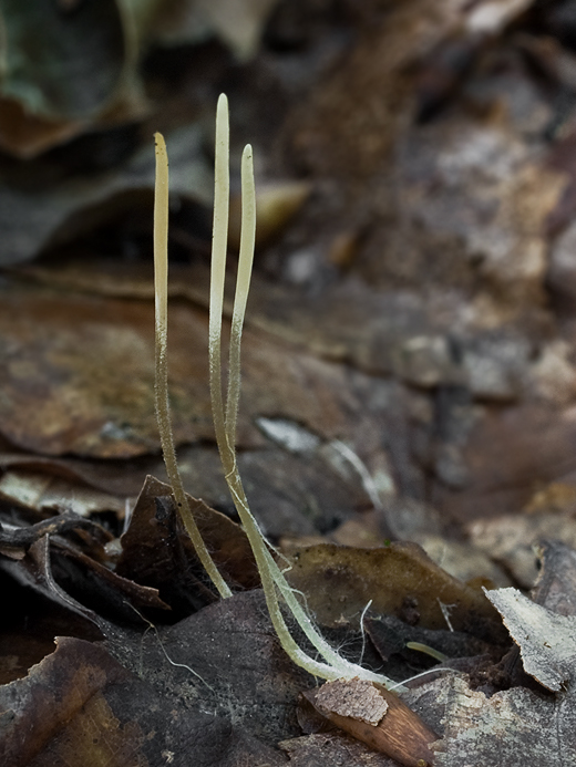 kyjovka tenká Macrotyphula juncea (Alb. & Schwein.) Berthier