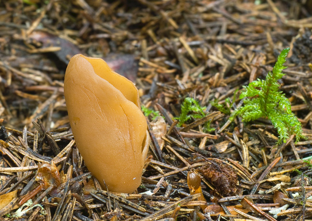 uško Otidea sp.