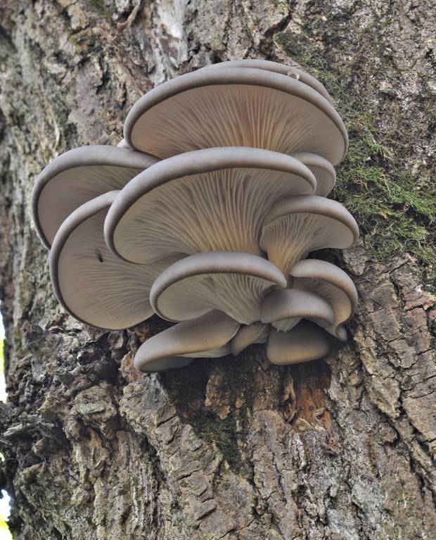 hliva ustricovitá Pleurotus ostreatus (Jacq.) P. Kumm.