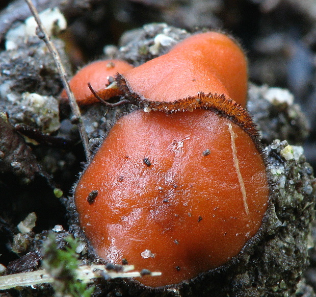 štítovnička čiernochlpatá Scutellinia nigrohirtula (Svrček) Le Gal