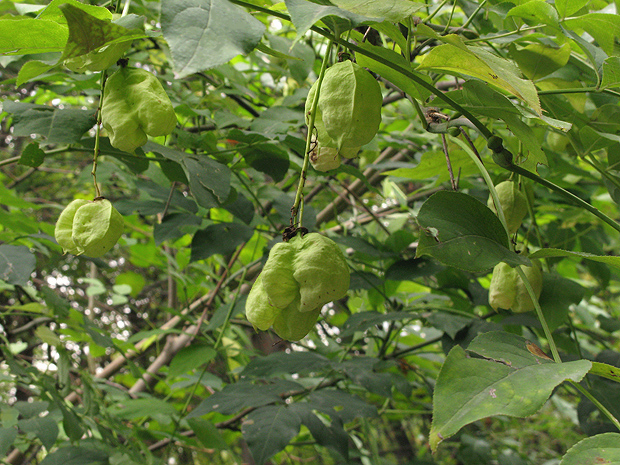 klokoč perovitý Staphylea pinnata L.