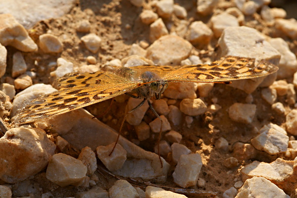 perlovec striebristopásavý (Argynnis paphia )