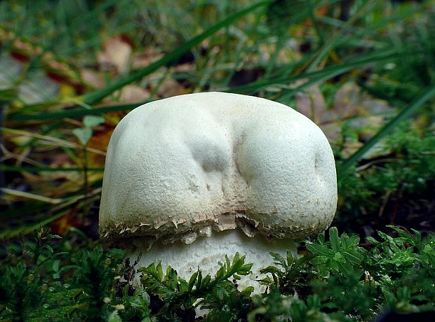 pečiarka Agaricus sp.