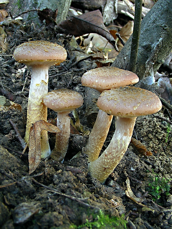 podpňovka obyčajná Armillaria mellea (Vahl) P. Kumm.