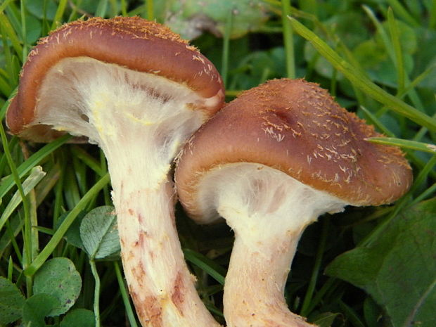 podpňovka obyčajná Armillaria mellea (Vahl) P. Kumm.