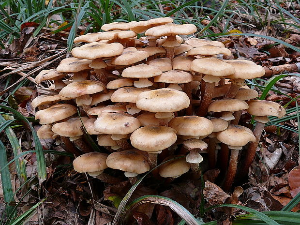 podpňovka obyčajná Armillaria mellea (Vahl) P. Kumm.