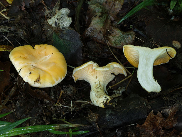 kuriatko Cantharellus sp.