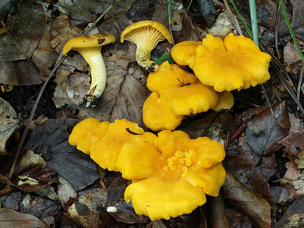 kuriatko Cantharellus sp.