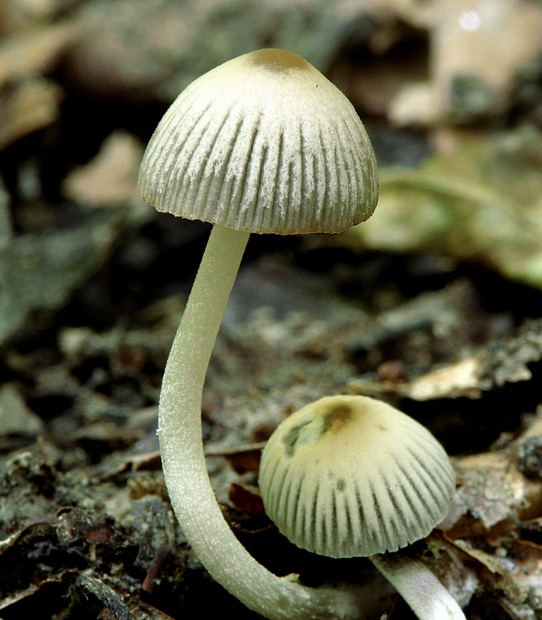 hnojník zriasený Coprinellus impatiens (Fr.) J.E. Lange