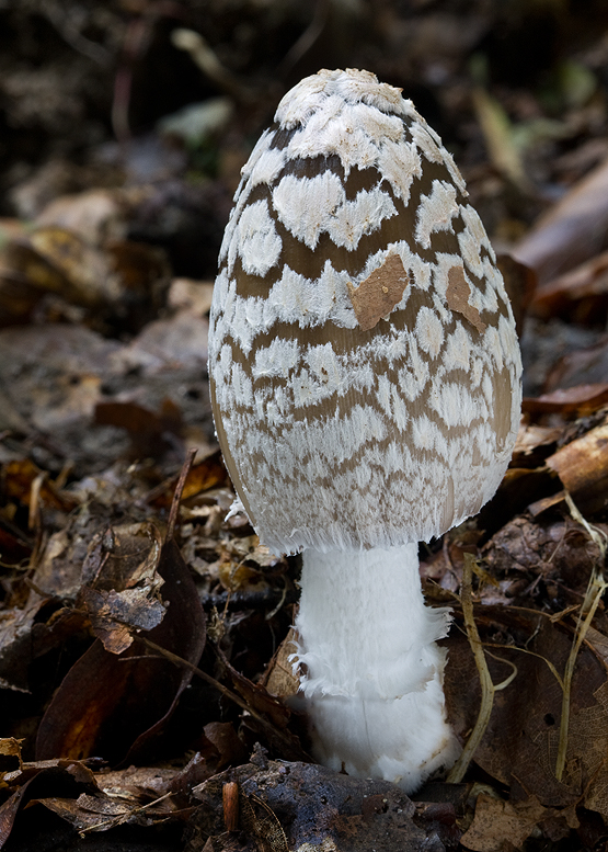 hnojník strakatý Coprinopsis picacea (Bull.) Redhead, Vilgalys & Moncalvo