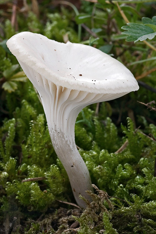 lúčnica snehobiela Cuphophyllus virgineus (Wulfen) Kovalenko