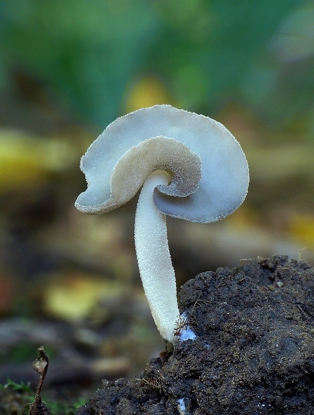 chriapač sedlovitý Helvella ephippium Lév.