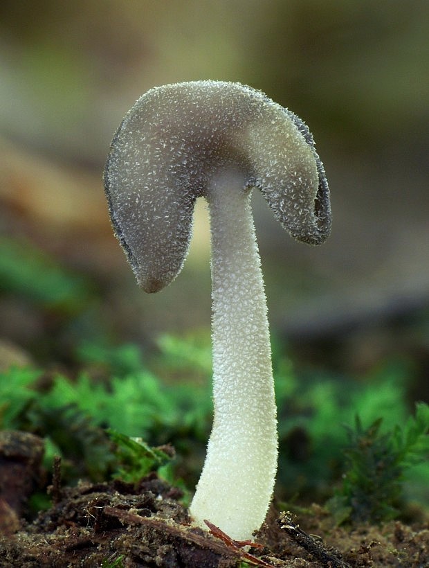 chriapač sedlovitý Helvella ephippium Lév.