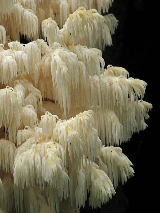 koralovec bukový Hericium coralloides (Scop.) Pers.