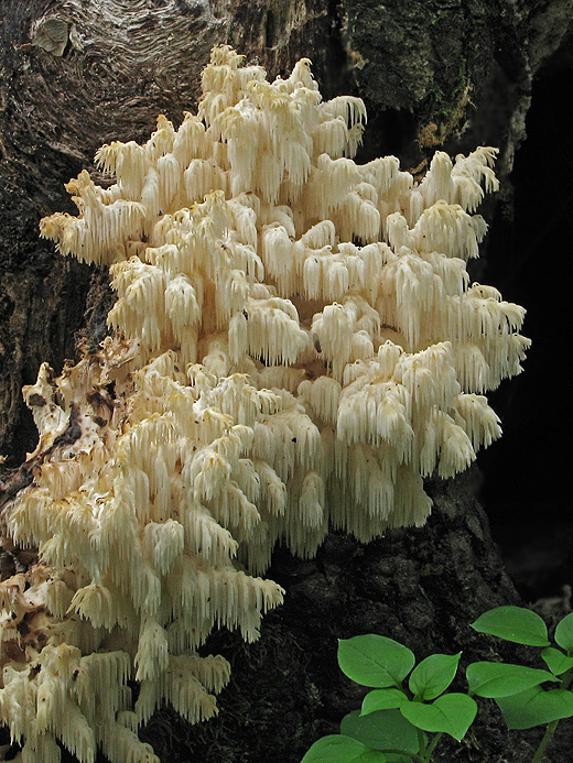 koralovec bukový Hericium coralloides (Scop.) Pers.