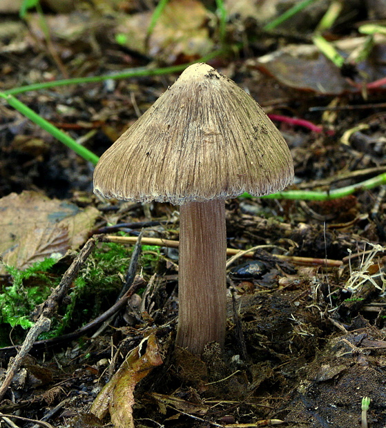 vláknica hviezdicovovýtrusná Inocybe asterospora Quél.