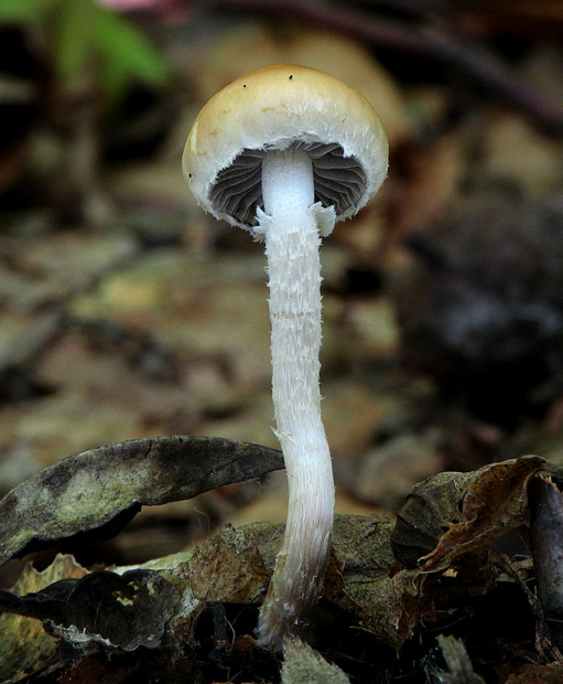 golierovka šupinkatá Leratiomyces squamosus var. squamosus (Pers.) Bridge & Spooner