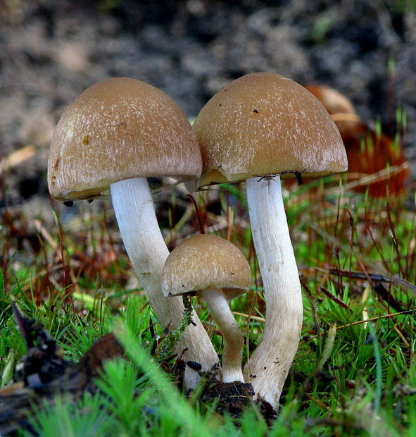 drobuľka hnedosivá Psathyrella spadiceogrisea (Schaeff.) Maire