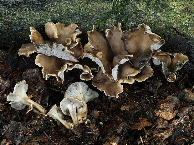 palievik kučeravý Pseudocraterellus undulatus (Pers.) Rauschert