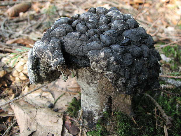 šiškovec šupinatý Strobilomyces strobilaceus (Scop.) Berk.