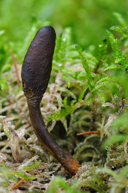 žezlovka srnková Tolypocladium ophioglossoides (J.F. Gmel.) Quandt, Kepler & Spatafora