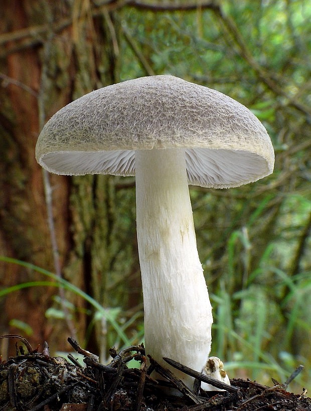 čírovka zemná Tricholoma terreum (Schaeff.) P. Kumm.