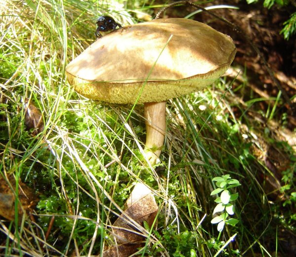 suchohríb plstnatý Xerocomus subtomentosus L.