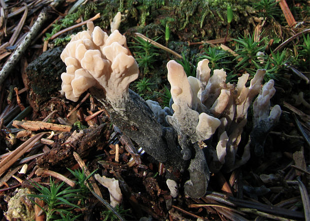 drevnatec parohatý Xylaria hypoxylon (L.) Grev.