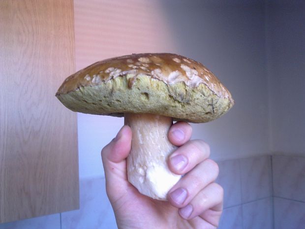 boletus Edulis