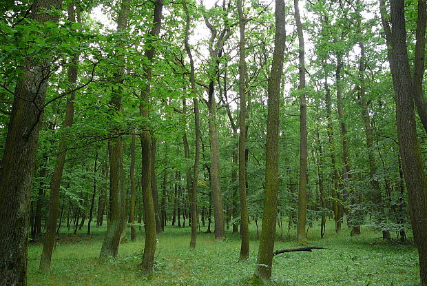 pP Ždánický les
