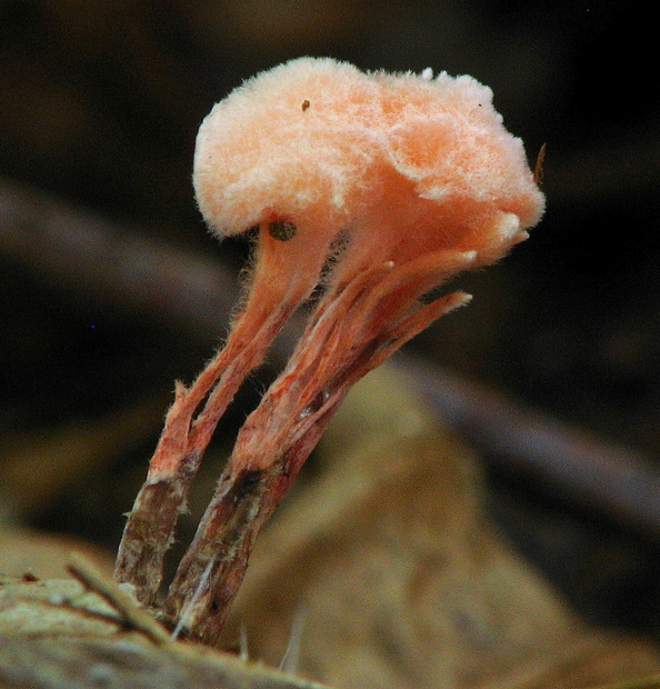 agonomycetes Anthina flammea Fr.