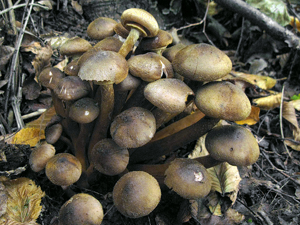 podpňovka obyčajná Armillaria mellea (Vahl) P. Kumm.