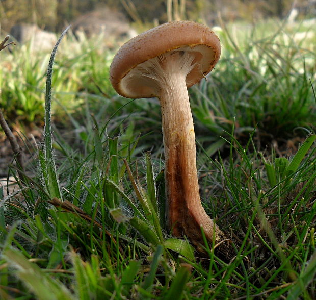 podpňovka Armillaria sp.