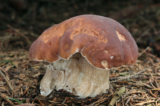 hríb smrekový Boletus edulis Bull.