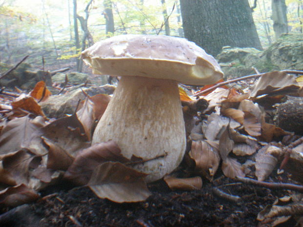 hríb smrekový Boletus edulis Bull.