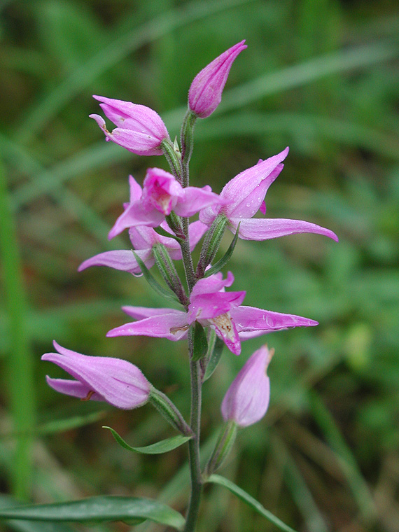 prilbovka červená Cephalanthera rubra (L.) Rich.