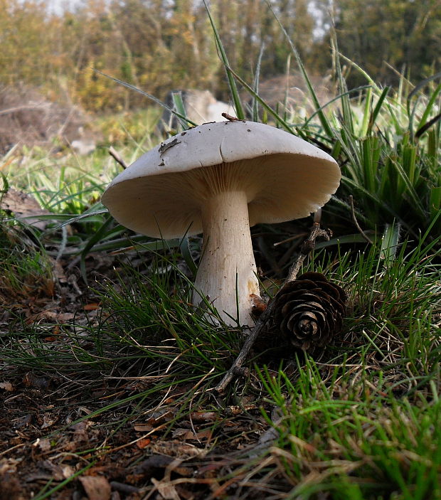 strmuľka inovaťová Clitocybe nebularis (Batsch) P. Kumm.