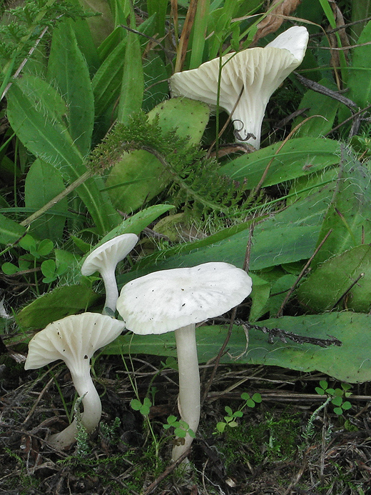 lúčnica snehobiela Cuphophyllus virgineus (Wulfen) Kovalenko