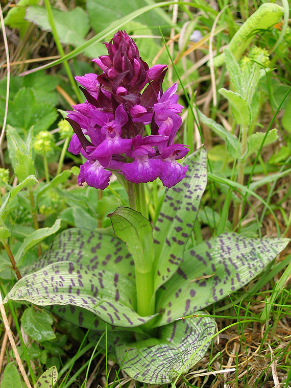 vstavačovec Dactylorhiza cordigera (Fries) Soó