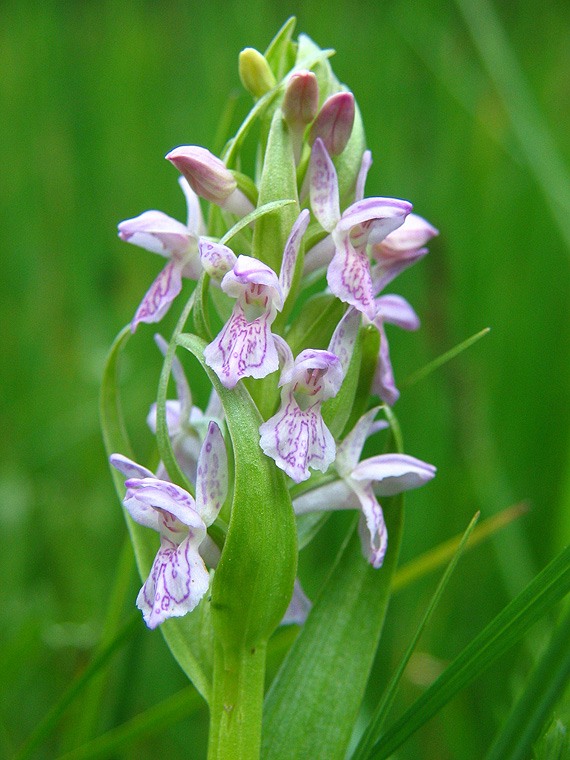 vstavačovec strmolistý pravý Dactylorhiza incarnata subsp. incarnata (L.) Soó