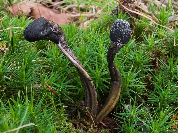 žezlovka  Elaphocordyceps sp.