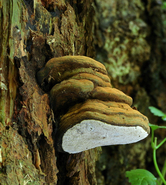 lesklokôrovka plochá Ganoderma applanatum (Pers.) Pat.